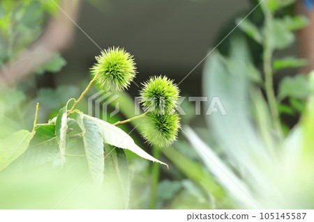 種植栗子 種植栗子 105145587
