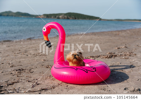 A Brussels Griffon dog in a floating ring sits on a sandy beach. Summer vacation at sea. A Brussels Griffon dog in a floating ring sits on a sandy beach. Summer vacation at sea. 105145664