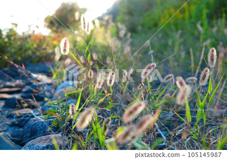Flower spikes of green foxtail lit by the setting sun Flower spikes of green foxtail lit by the setting sun 105145987