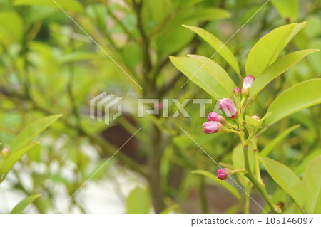 檸檬花蕾 105146097