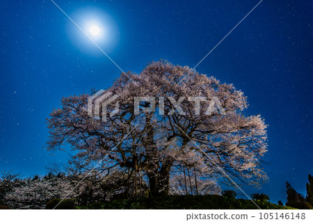 岡山大五櫻～星夜～ 105146148