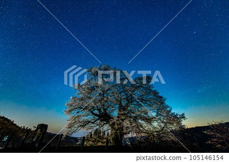Okayama Daigozakura ~ Starscape ~ 105146154