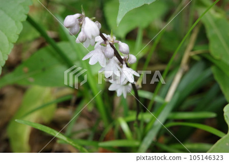 Satoyama plant Oobaja no beard with small white flowers in the shade of the forest Satoyama plant Oobaja no beard with small white flowers in the shade of the forest 105146323