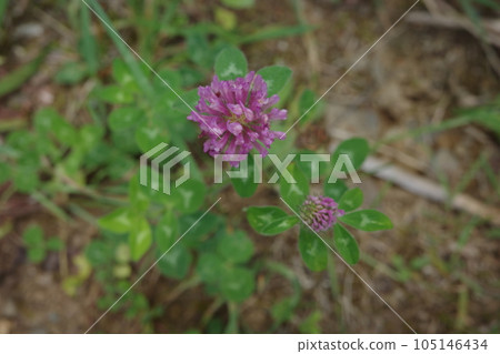 里山植物 在森林的陽光下綻放的紅三葉草 105146434