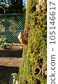 Semi novice gulla 105146617