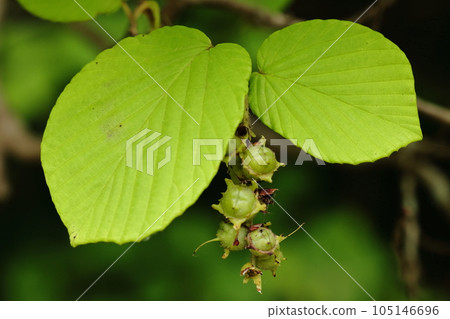 天然植物:土佐水木,金縷梅科的灌木。風神月可以通過花的數量以及葉子的大小和形狀來區分。 天然植物:土佐水木,金縷梅科的灌木。風神月可以通過花的數量以及葉子的大小和形狀來區分。 105146696