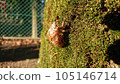 Semi novice gulla 105146714