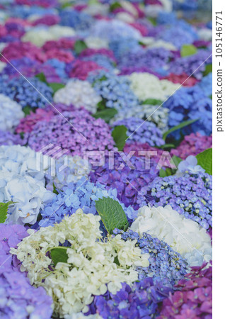 deciduous shrub hydrangea 105146771