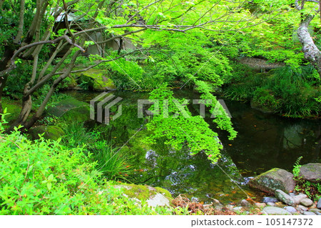 Fresh green Hoshoan (Hofu Tenmangu Shrine) 105147372