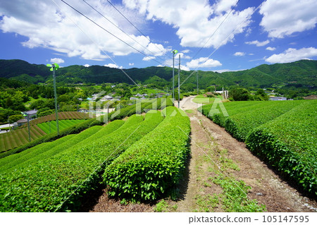 雨季期間和束茶園的清爽 105147595