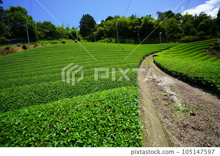 雨季期間和束茶園的清爽 105147597