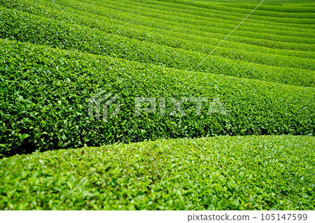 Refreshing tea plantations in Wazuka during the rainy season 105147599