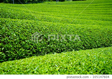 雨季期間和束茶園的清爽 雨季期間和束茶園的清爽 105147604