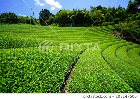 Refreshing tea plantations in Wazuka during the rainy season Refreshing tea plantations in Wazuka during the rainy season 105147606
