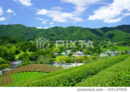 Refreshing tea plantations in Wazuka during the rainy season Refreshing tea plantations in Wazuka during the rainy season 105147609