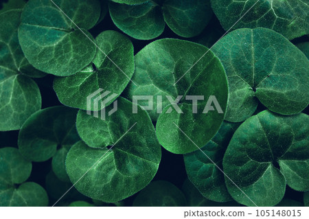 Creative layout made of green leaves. Flat lay. Nature concept 105148015