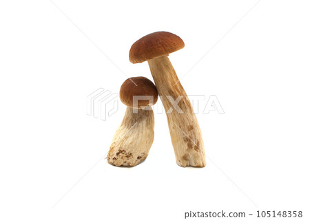 Penny Bun (Boletus edulis) isolated on white 105148358