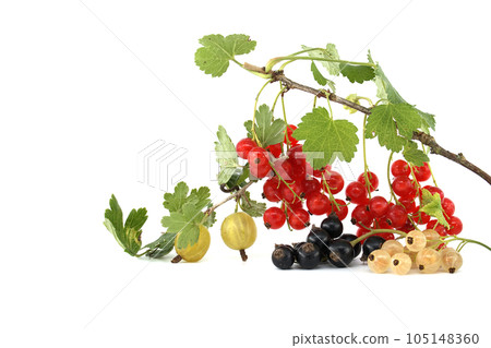 Redcurrant, blackcurrant and white currant on white 105148360