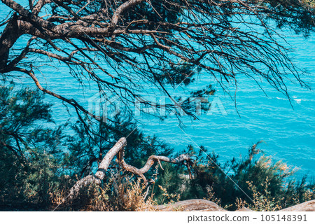 Copy space of trees with azure sea, sun light on background 105148391