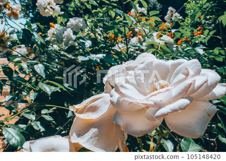 White roses. Garden with flowers, roses.  105148420