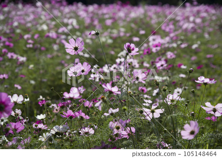 波斯菊在波斯菊領域盛開。 波斯菊在波斯菊領域盛開。 105148464