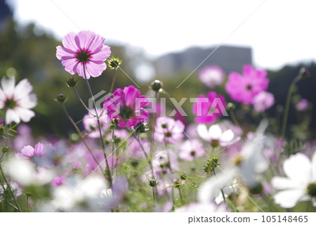 Cosmos flowers are in bloom in the cosmos field. Cosmos flowers are in bloom in the cosmos field. 105148465