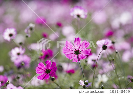 Cosmos flowers are in bloom in the cosmos field. Cosmos flowers are in bloom in the cosmos field. 105148469