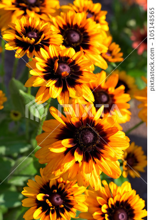 金光菊魔法花 105148565