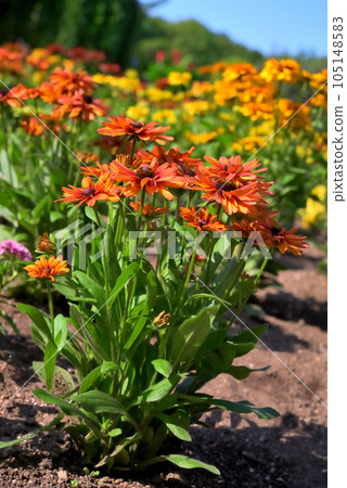 金光菊魔法花 105148583