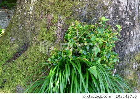 Matsudaira Toshogu Shrine in early summer Matsudaira no Sato 105148716