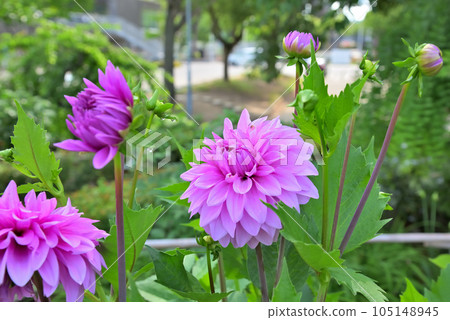 Pink dahlia flower 105148945