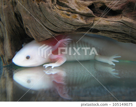 來自墨西哥的兩棲動物 wooper Looper 來自墨西哥的兩棲動物 wooper Looper 105149075