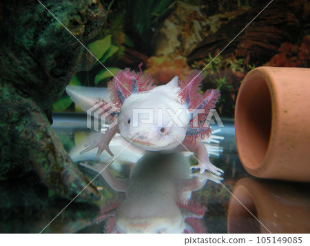 amphibian wooper looper from mexico amphibian wooper looper from mexico 105149085