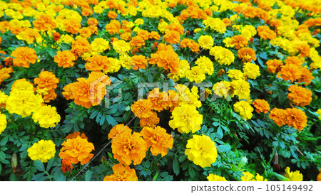萬壽菊花壇風景 萬壽菊花壇風景 105149492