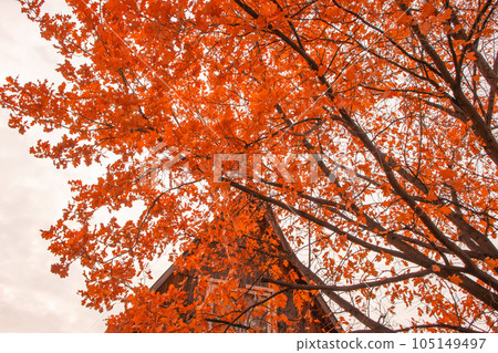 Branches of an old oak with yellow leaves, above the roof of a traditional rural country house, autumn landscape Branches of an old oak with yellow leaves, above the roof of a traditional rural country house, autumn landscape 105149497