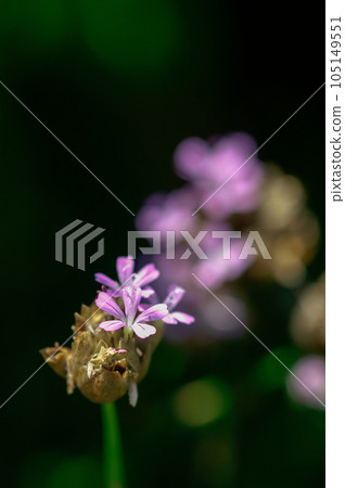 Inuko Mochi Nadeshiko Inuko Mochi Nadeshiko 105149551