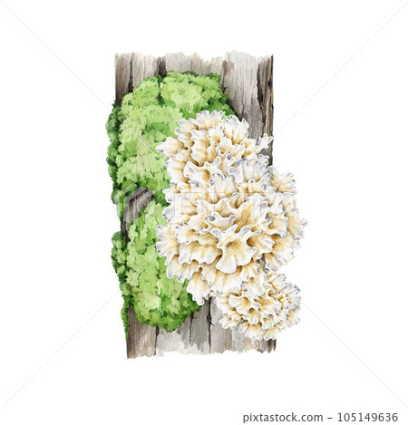 Tremella growing on a mossy tree. Watercolor illustration. Hand drawn Tremella fuciformis fungus. White jelly mushroom element. Snow mushroom on a tree with green moss natural image. White background 105149636