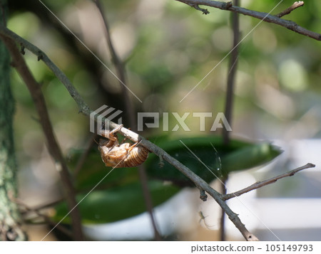 Cicada shell on a persimmon branch 105149793