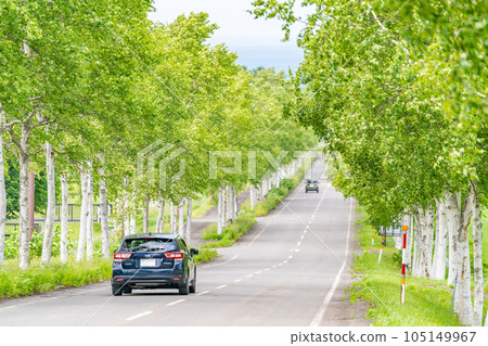 Drive, white birch trees, fresh greenery, straight road Drive, white birch trees, fresh greenery, straight road 105149967