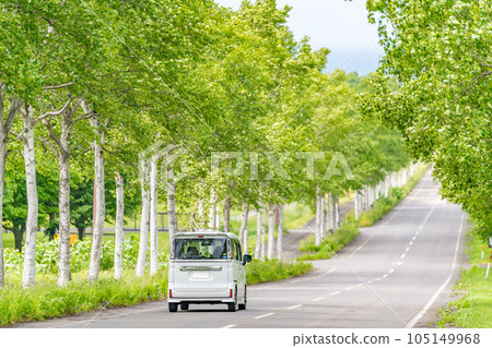 開車，白樺樹，新鮮的綠化，筆直的道路 105149968