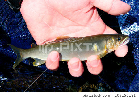 I caught a beautiful sweetfish 105150181