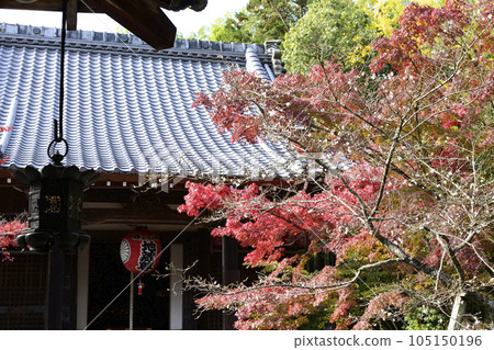 Akayama Zen paper Cold cherry tree and autumn leaves 105150196