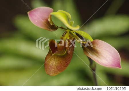 兜蘭花 兜蘭花 105150295