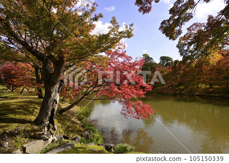 Kyoto Sento Imperial Palace North Pond Nyoin Imperial Palace Autumn Leaves Kyoto Sento Imperial Palace North Pond Nyoin Imperial Palace Autumn Leaves 105150339