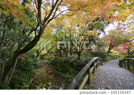 Kyoto Sento Imperial Palace North Pond Nyoin Imperial Palace Autumn Leaves Kyoto Sento Imperial Palace North Pond Nyoin Imperial Palace Autumn Leaves 105150347