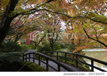 Kyoto Sento Imperial Palace North Pond Nyoin Imperial Palace Autumn Leaves Kyoto Sento Imperial Palace North Pond Nyoin Imperial Palace Autumn Leaves 105150353