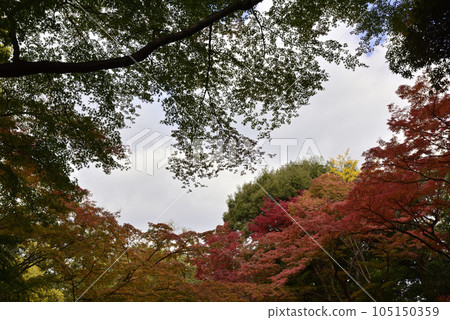 Kyoto Sento Imperial Palace North Pond Nyoin Imperial Palace Autumn Leaves Kyoto Sento Imperial Palace North Pond Nyoin Imperial Palace Autumn Leaves 105150359
