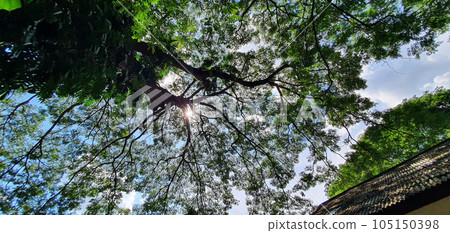 tropical forest with sunlight tropical forest with sunlight 105150398