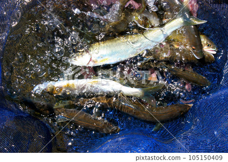 Big catch, beautiful sweetfish caught Big catch, beautiful sweetfish caught 105150409