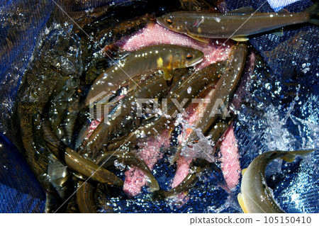 Big catch, beautiful sweetfish caught Big catch, beautiful sweetfish caught 105150410